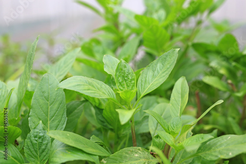 Wallpaper Mural Thai sweet green basil tree in plantation. Torontodigital.ca