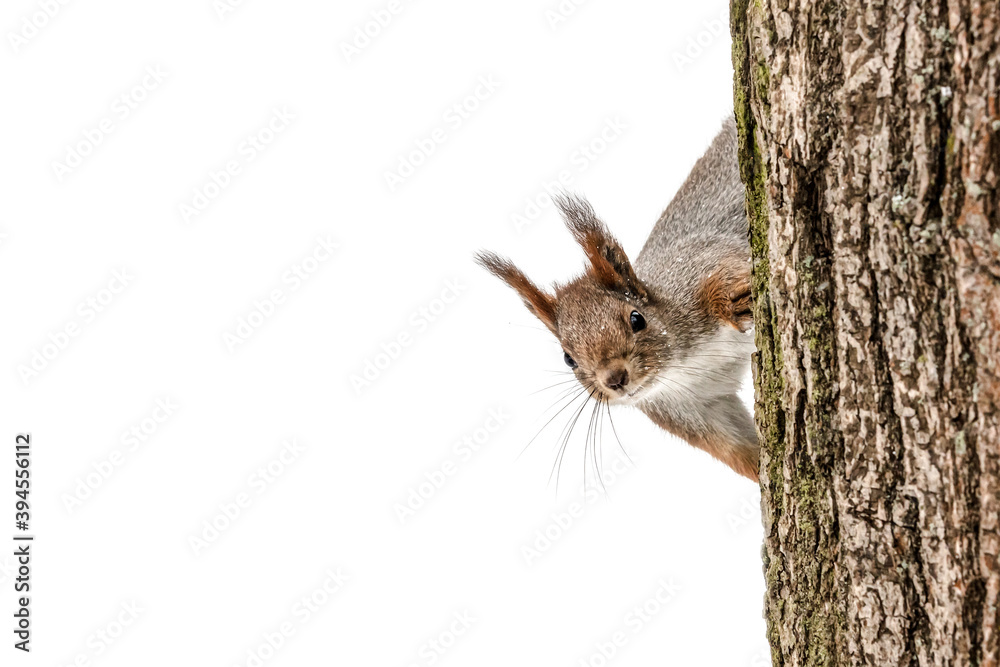 curious young squirrel sitting on tree tree trunk in winter forest, closeup view - obrazy, fototapety, plakaty 