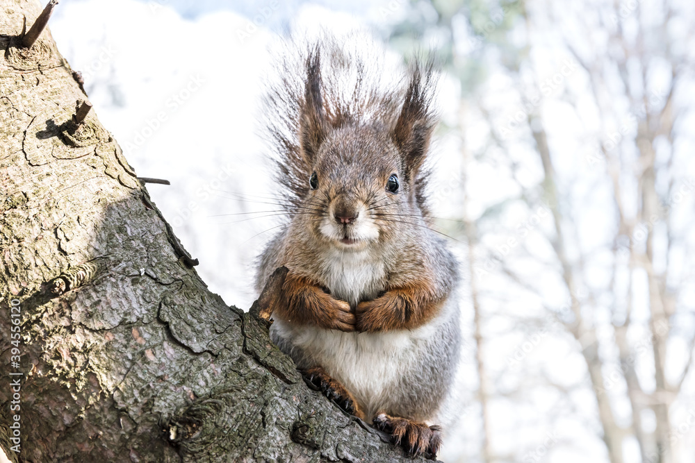 closeup view of red squirrel sitting on tree branch. defocused winter snowy trees background
