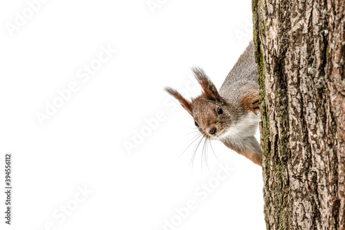 curious young squirrel sitting on tree tree trunk in winter forest, closeup view photo