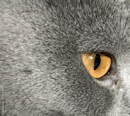 close up of a cat looking up