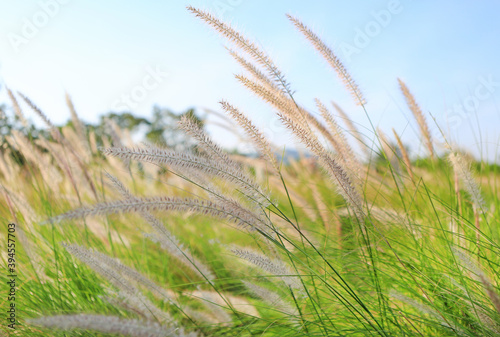 Wallpaper Mural Flower grass under wind in winter season on sky background Torontodigital.ca