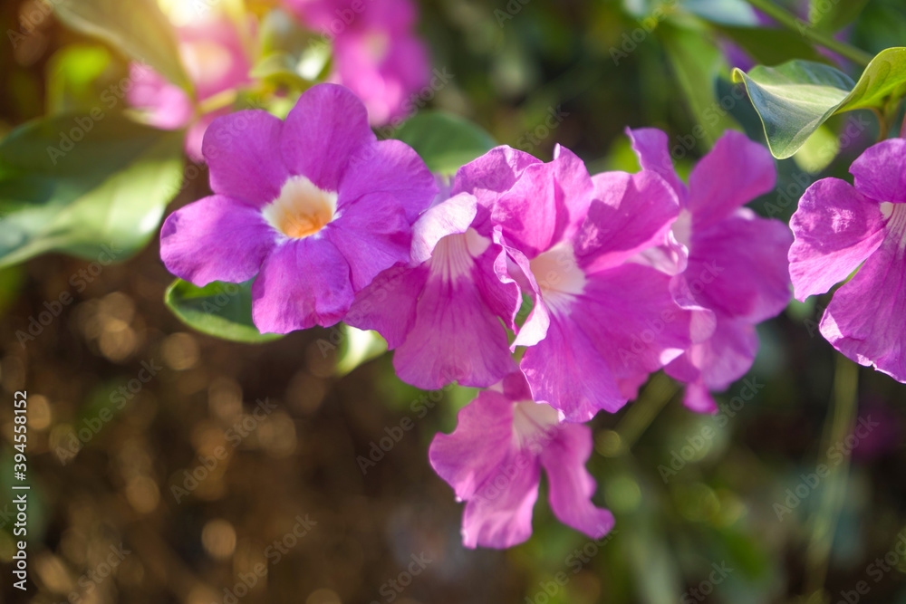 Close up photo of Bignonia flower and leaves. Purple Bignonia flowers blooming in the garden. Close up photo of Bignonia flower and leaves. Purple Bignonia flowers blooming in the garden.