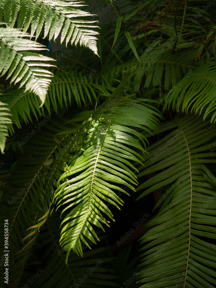 fern leaves on the morning sunlight. fern leaves on the morning sunlight.