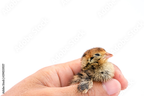 Quail hatched from eggs, standing on the hands. © ณัฐวุฒิ เงินสันเทียะ