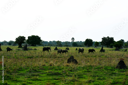 Elephant Herd Grazing Liwonde National Park Malawi Africa Mvuvu Camp Central African Wilderness Safari © Samik