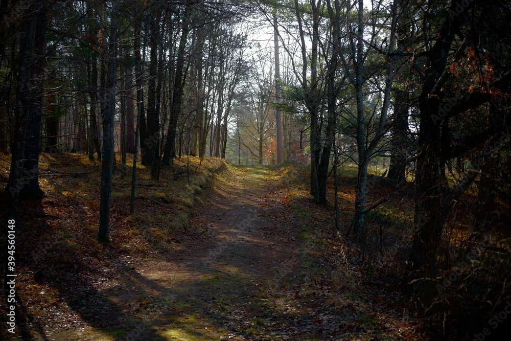 Dark Wooded Forest Path