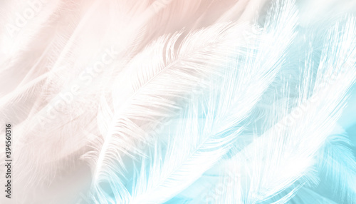 abstract background bird and chickens feather