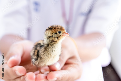 Quail hatched from eggs, standing on the hands. © ณัฐวุฒิ เงินสันเทียะ