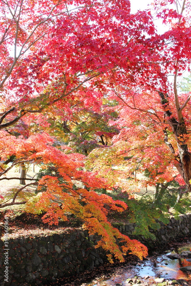 奈良公園の紅葉	