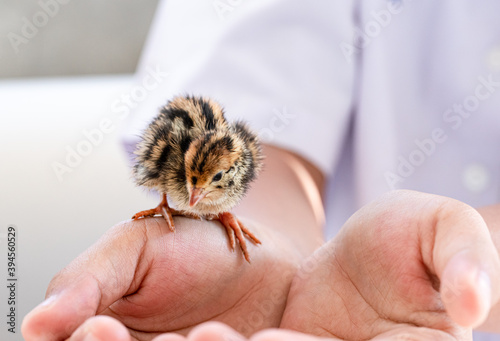 Quail hatched from eggs, standing on the hands.