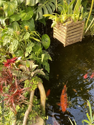 japanese garden pond