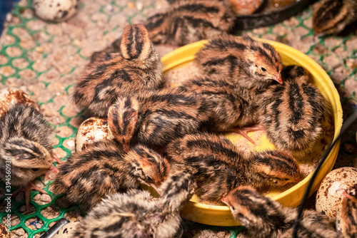 The baby quail in the nest is out of the egg.