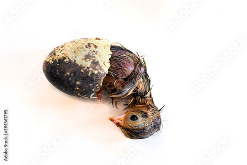 The Quail are hatched from an egg isolated on a white background. © ณัฐวุฒิ เงินสันเทียะ