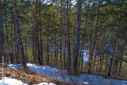 forest in winter