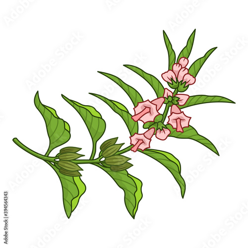 Sesame spice vector realistic colored botanical illustration. Product to prepare delicious and healthy food. Isolated on white background.