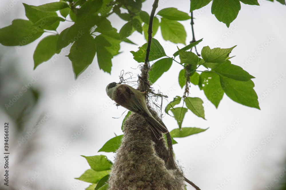 Eurasian penduline tit or Remiz pendulinus