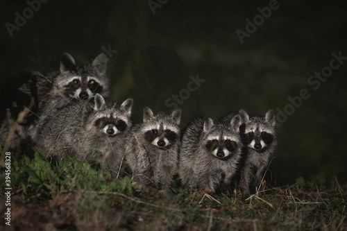 Waschbären in der Nacht