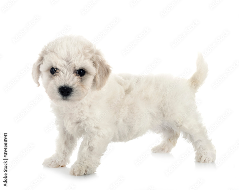 Obraz premium Bichon Frise in studio