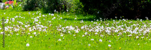 White dandelion on the meadow