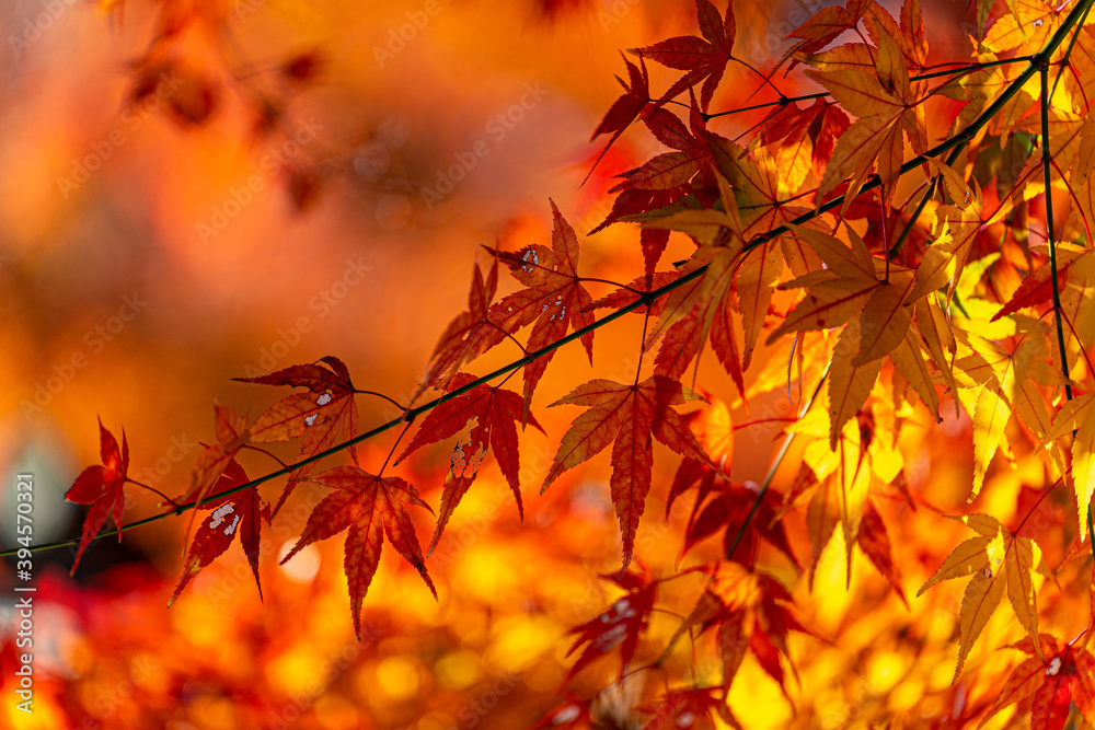 autumn leaves in the japanese forest autumn leaves in the japanese forest