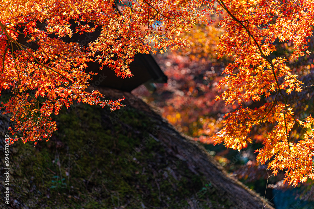 autumn leaves in the temple, Zenkoji, Japan