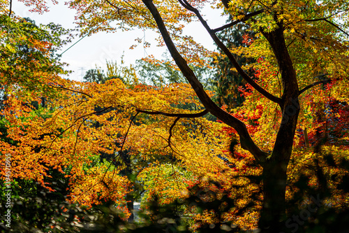 autumn leaves on a tree, kyushu, japan