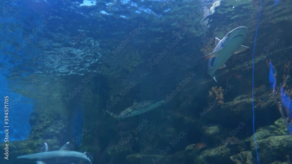 Sharks of different species swim in a large aquarium Sharks of different species swim in a large aquarium