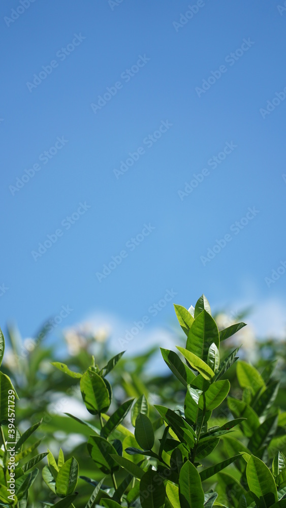 Green leaves, perfect for the background