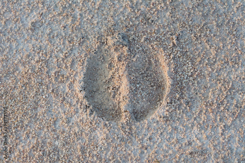 Animal footprints on the concrete vintage style
