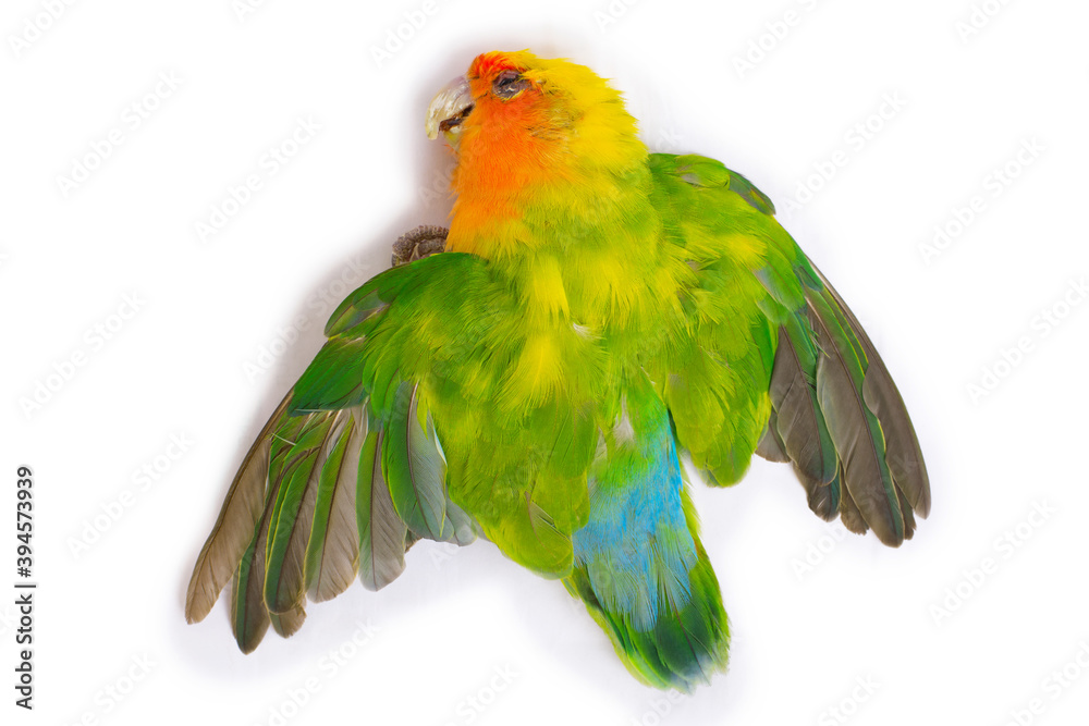 Fototapeta premium Parrot lovebird dead on white background