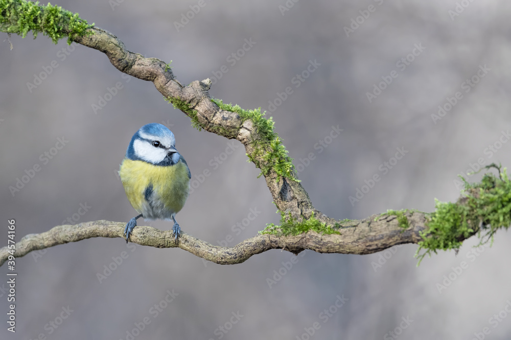 Fototapeta premium Portrait of Blue tit perched on branch (Cyanistes caeruleus)