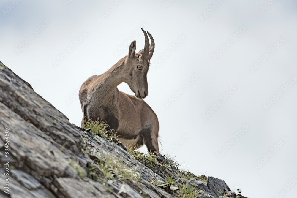 Ibex female on the mountain ridge (Capra ibex)