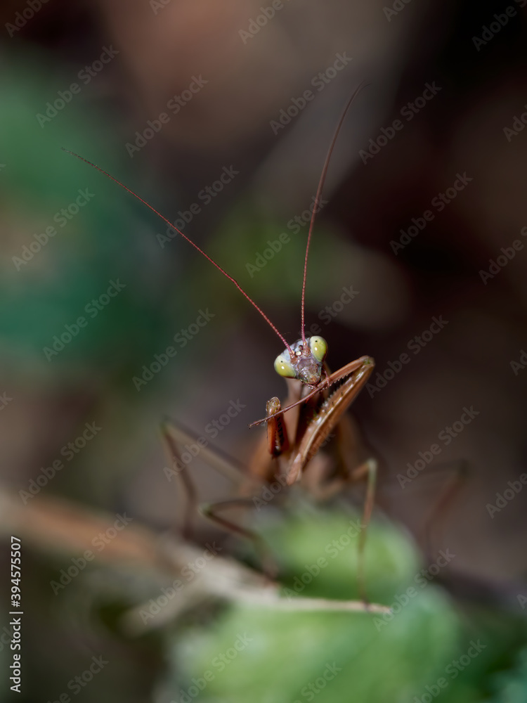Close-up of a praying mantis (Mantis religiosa) cleaning its leg Close-up of a praying mantis (Mantis religiosa) cleaning its leg