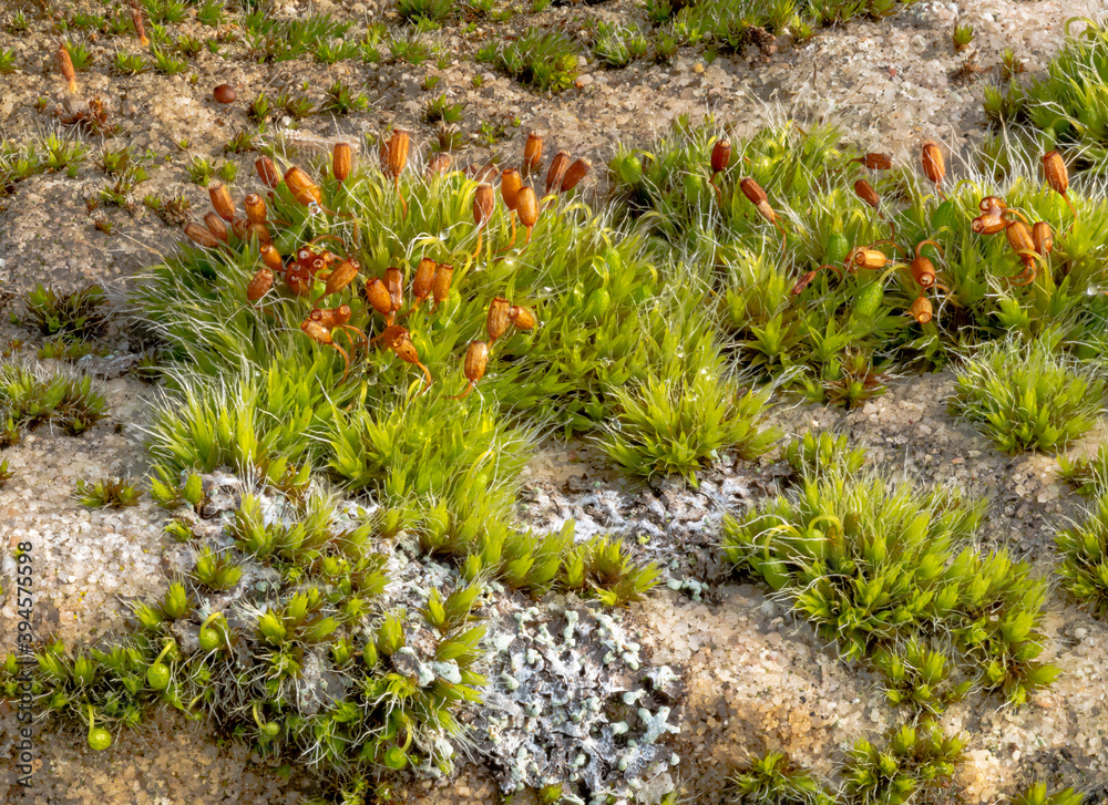 Macro shot of moss with bright lichen on a sandstone Macro shot of moss with bright lichen on a sandstone