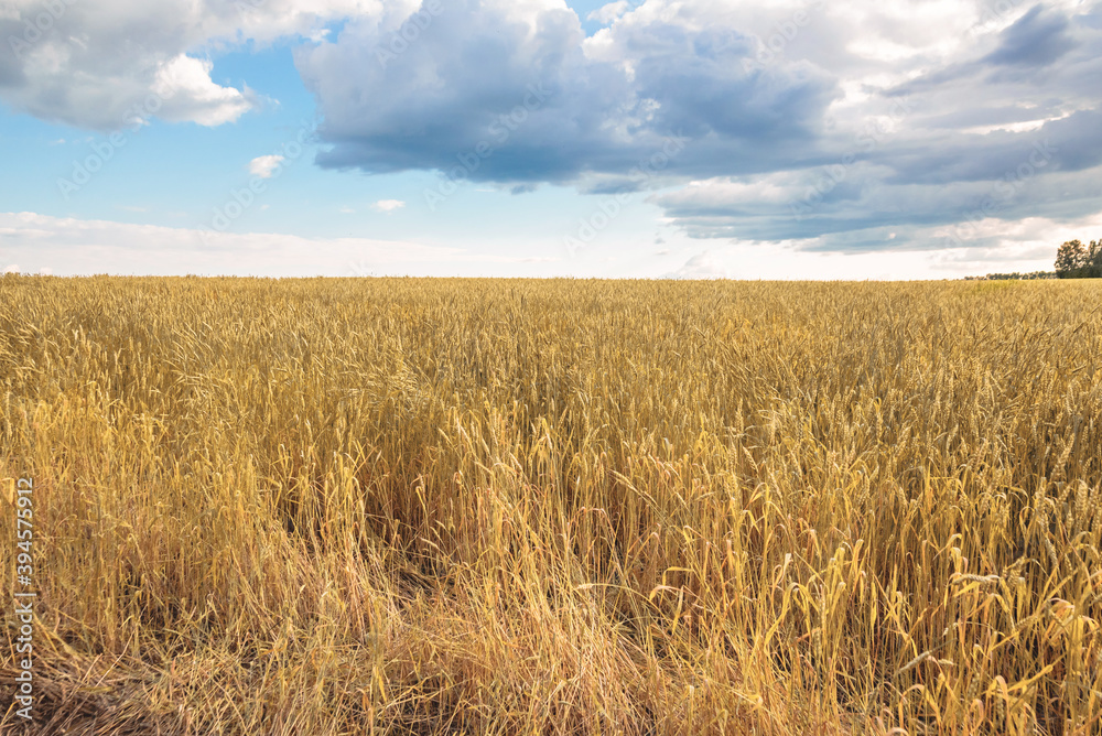 clearing with ripe orange wheat on the background of the sky clearing with ripe orange wheat on the background of the sky