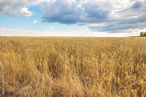 clearing with ripe orange wheat on the background of the sky