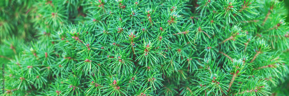 Beautiful evergreen tree branches close up as a christmas background with a shallow focus, banner. Beautiful evergreen tree branches close up as a christmas background with a shallow focus, banner.