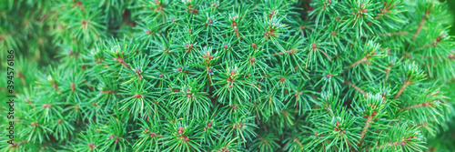Beautiful evergreen tree branches close up as a christmas background with a shallow focus, banner.