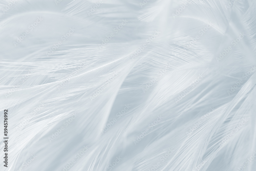 Obraz premium white baby blue feather wooly pattern texture background