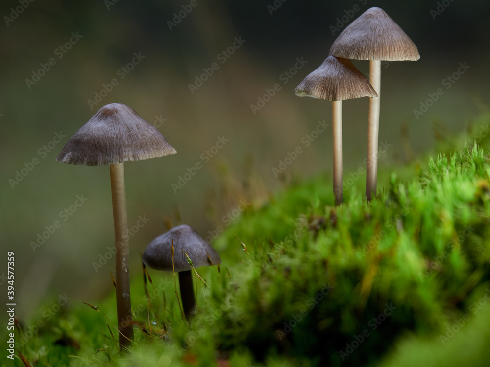 Colony of mushrooms (Mycena abramsii) on moss in the forest, Germany Colony of mushrooms (Mycena abramsii) on moss in the forest, Germany