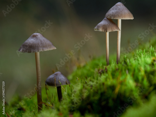Colony of mushrooms (Mycena abramsii) on moss in the forest, Germany