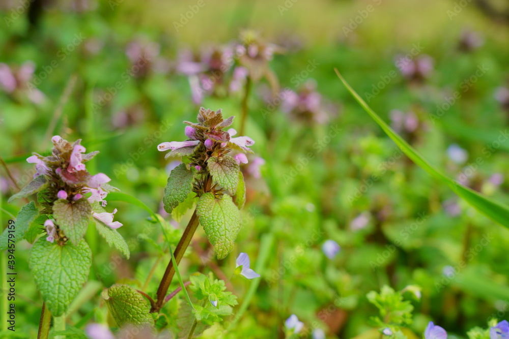 野草のヒメオドリコソウの花が咲く 野草のヒメオドリコソウの花が咲く