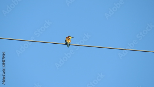 Merops apiaster