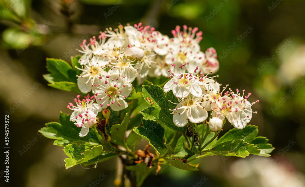 midland, English or woodland hawthorn or mayflower (Crataegus laevigata) blossoms midland, English or woodland hawthorn or mayflower (Crataegus laevigata) blossoms