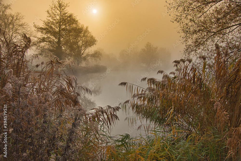 Fototapeta premium Nebel in den Rheinauen in der Ortenau