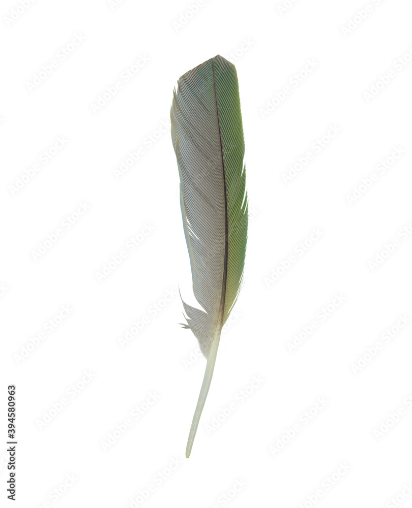 Beautiful macaw parrot feather isolated on white background