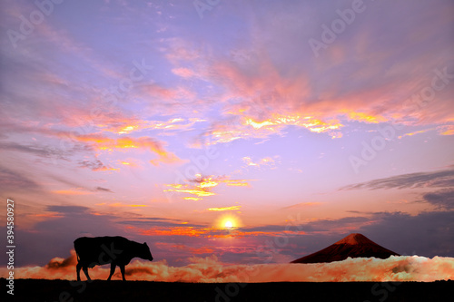 オレンジの空を背景に高原の牧場を歩む牛のシルエット © chikala