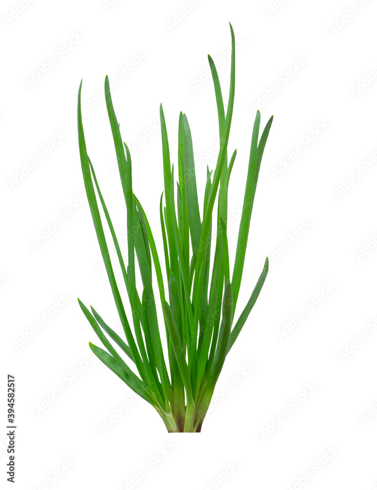 Onion green leavesisolated on white background with clipping path Onion green leavesisolated on white background with clipping path