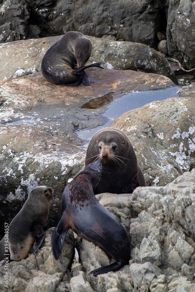 Fototapeta premium Seals on the rocks at Ohau Point, South Island